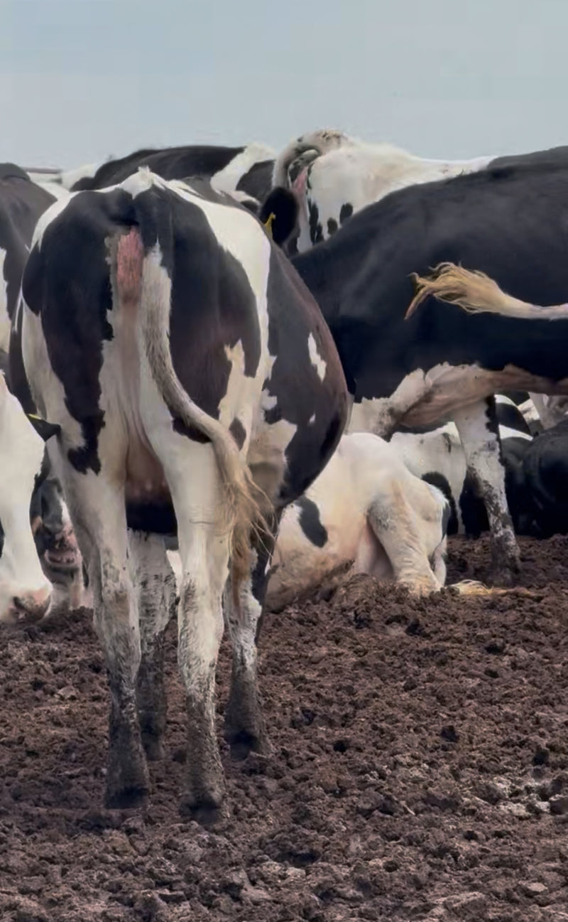 #DD2868 - Holstein Bred Heifers - TX