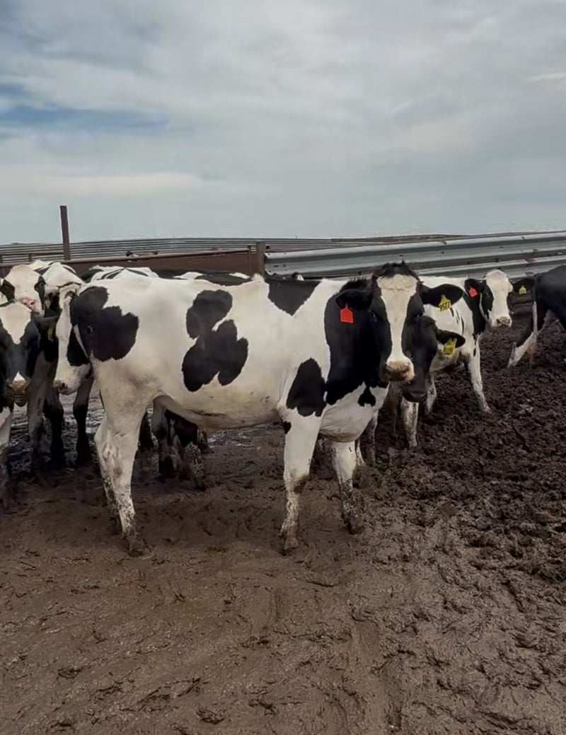#DD2868 - Holstein Bred Heifers - TX