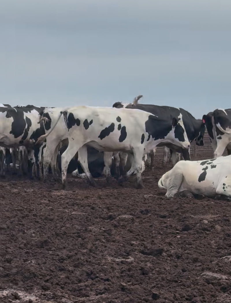 #DD2868 - Holstein Bred Heifers - TX