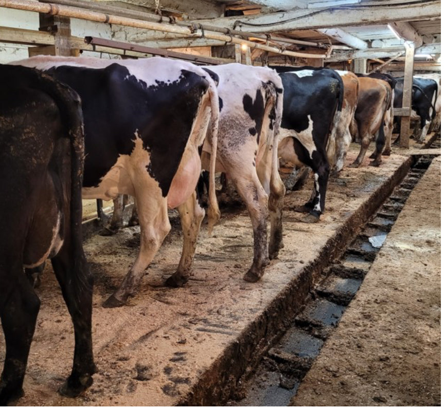 #DD2890 - Mixed Herd Short Bred and Open Heifers - PA