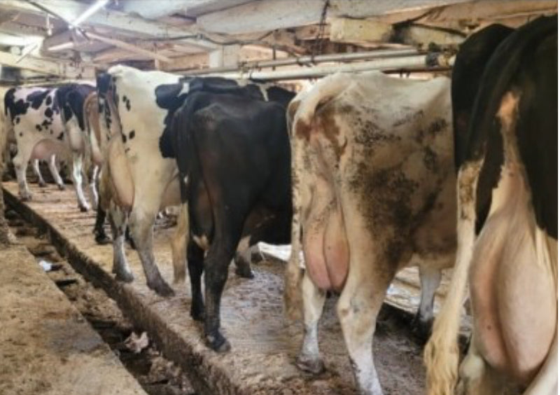 #DD2890 - Mixed Herd Short Bred and Open Heifers - PA