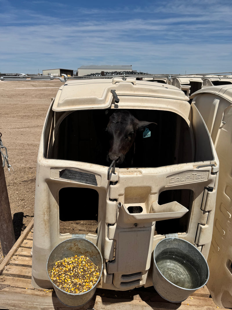 #DD2737 - CalfTel California Style Hutches- NM