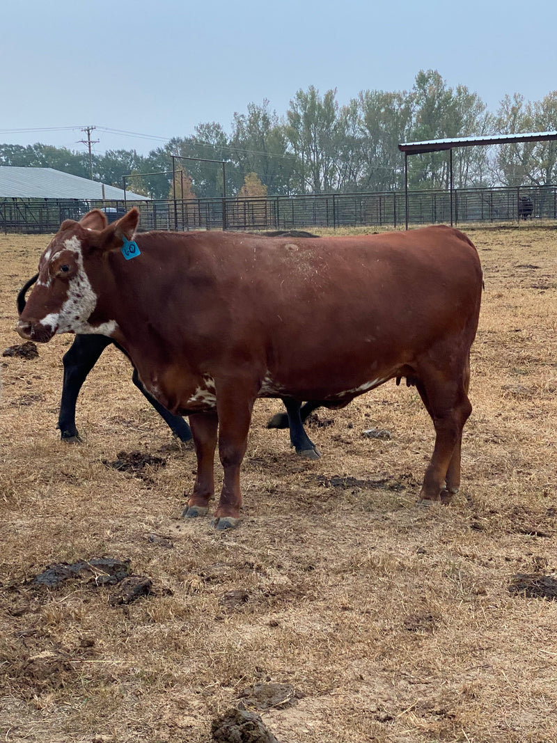 #DD2238 - Mixed Beef Cows - MS