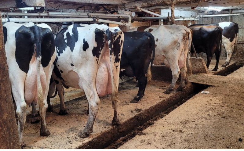#DD2890 - Mixed Herd Short Bred and Open Heifers - PA