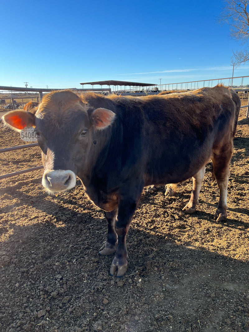 #DD2149 - Holstein 900 lbs Bulls - TX