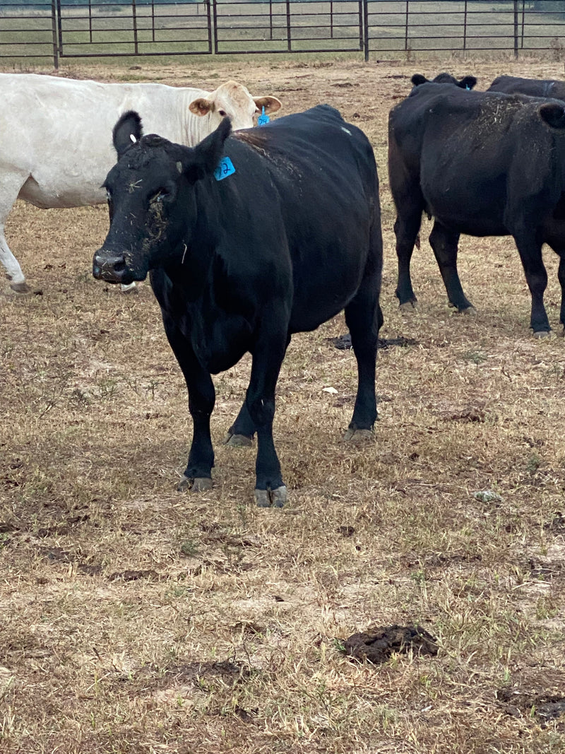 #DD2238 - Mixed Beef Cows - MS