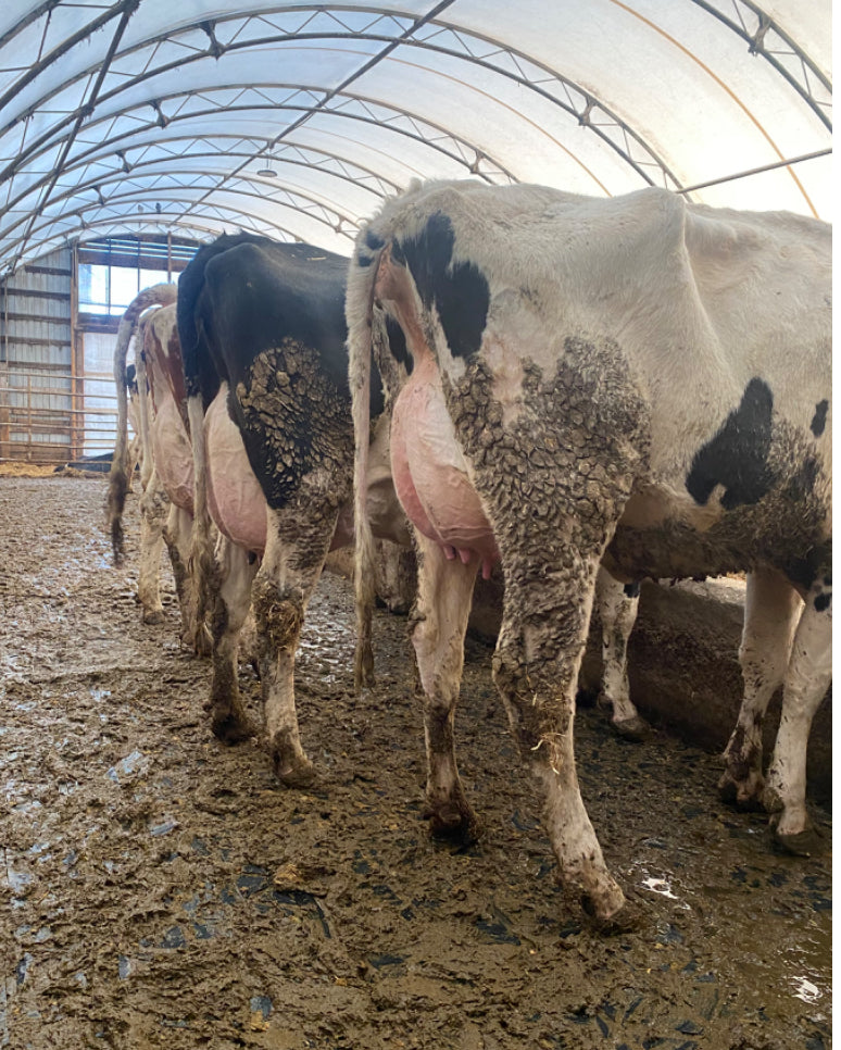 #DD2266 - 1st and 2nd Lactation Holstein Fresh Cows and Heifers - Canada