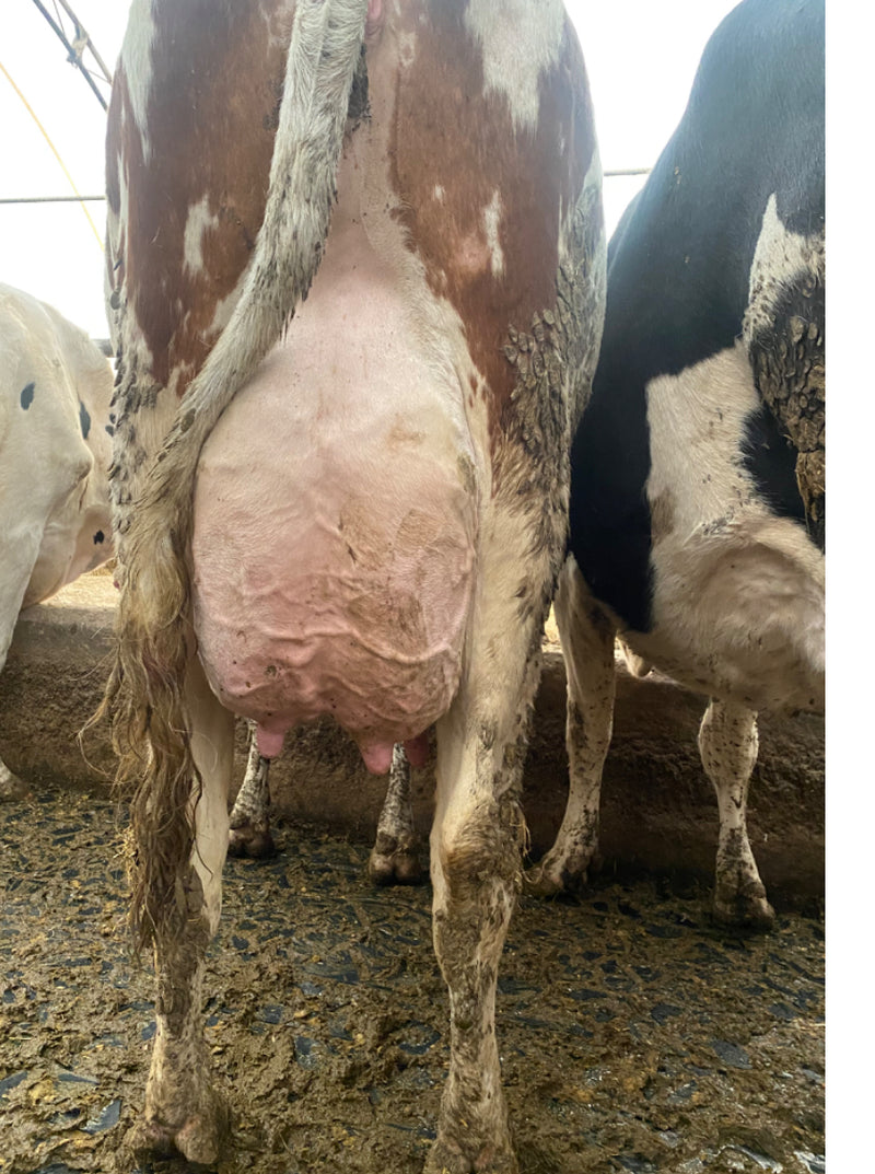 #DD2266 - 1st and 2nd Lactation Holstein Fresh Cows and Heifers - Canada