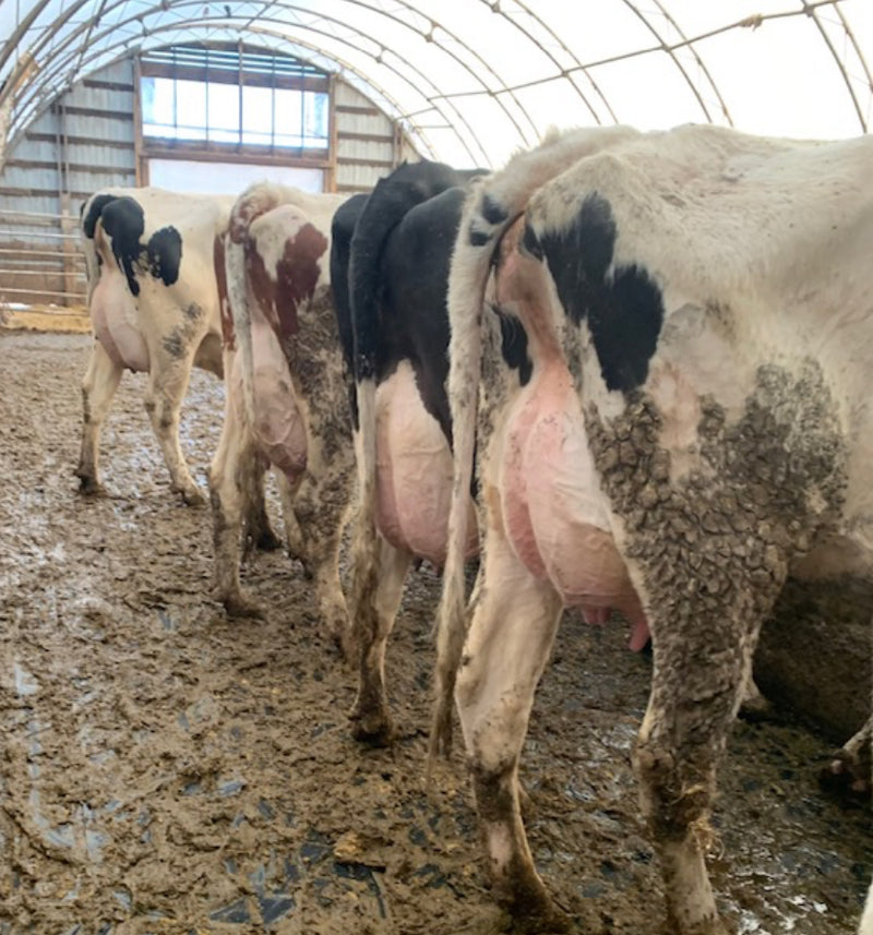 #DD2030 - Holstein short breds and ready to breed heifers - CA