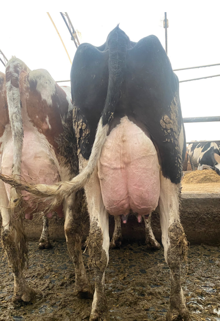 #DD2266 - 1st and 2nd Lactation Holstein Fresh Cows and Heifers - Canada