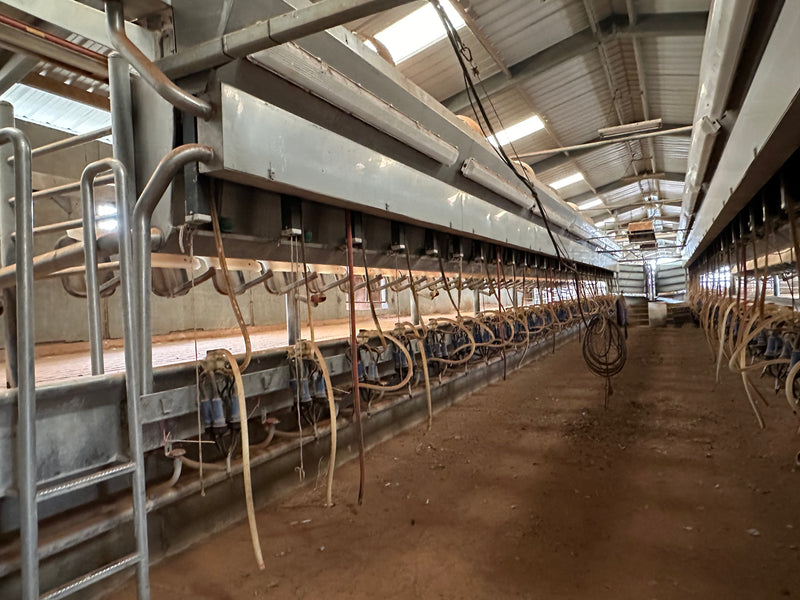 #DD2099 - Delaval Blue Diamond Rapid Exit Herringbone double 10 - WA