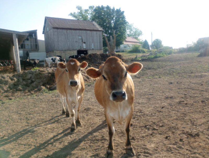 #DD2182 - Open Heifers - IA