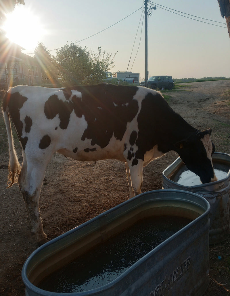 #DD1879 - Fresh Holstein Heifers - WI