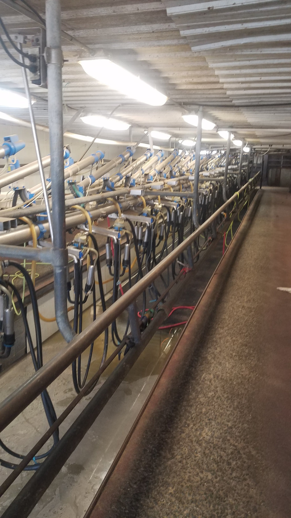 #DD1986 - DairyMaster Swingline 30 Parlor System