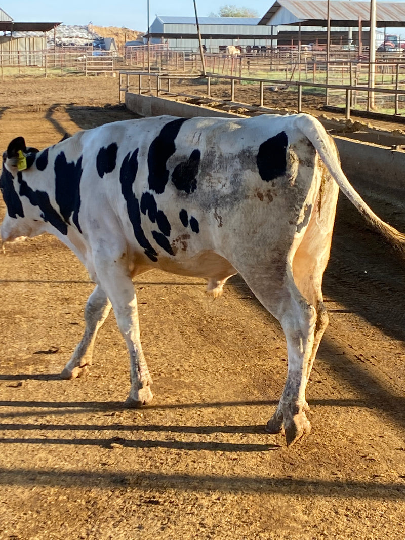 #DD2149 - Holstein 900 lbs Bulls - TX