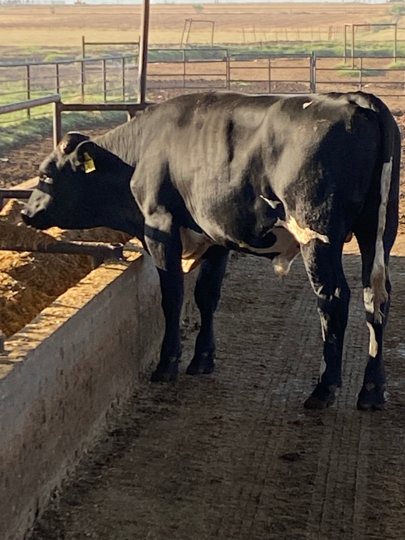 #DD2149 - Holstein 900 lbs Bulls - TX
