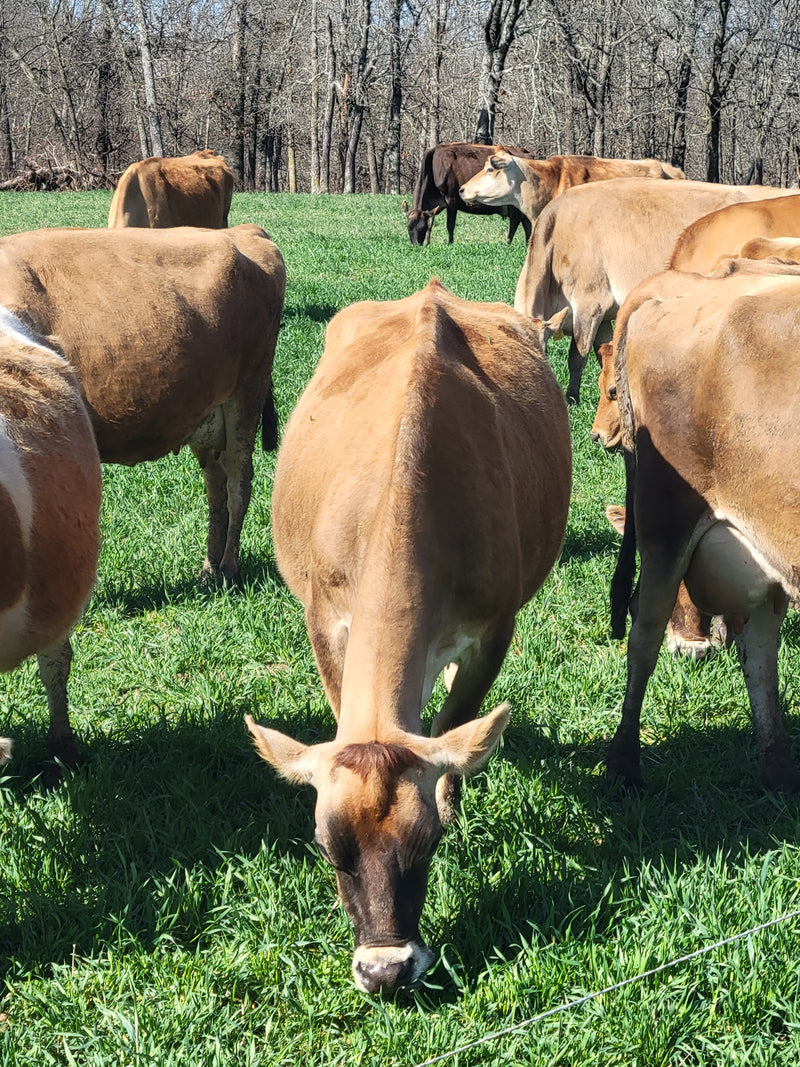 #DD2180 - A2A2 Organic Jersey Herd - VA