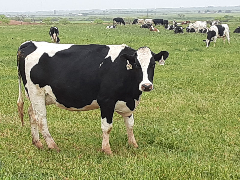 #DD1990 - Holstein Wet Cows