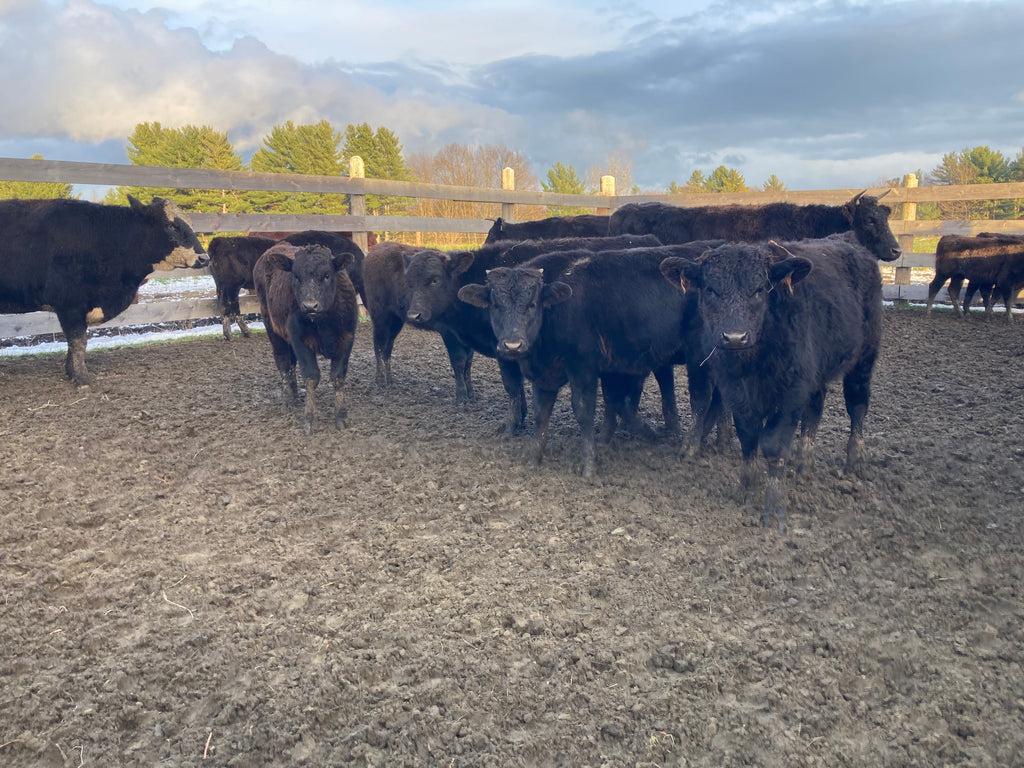 #DD2160 - Angus/Wagyu f1, f2, and f3 feeder calves and bred cows - VT