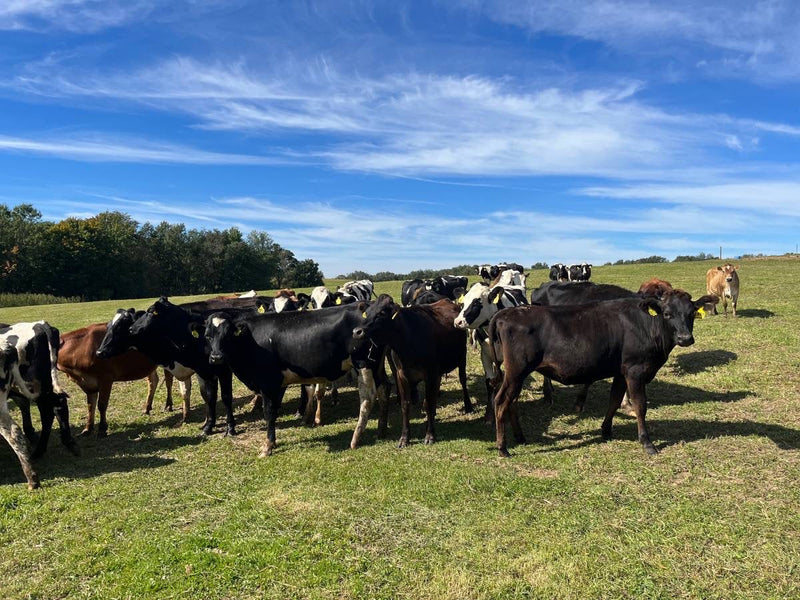 #DD2150 - 4 - 6 Month Bred Crossbred Heifers - WI