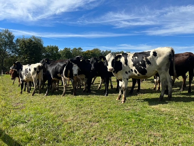 #DD2150 - 4 - 6 Month Bred Crossbred Heifers - WI