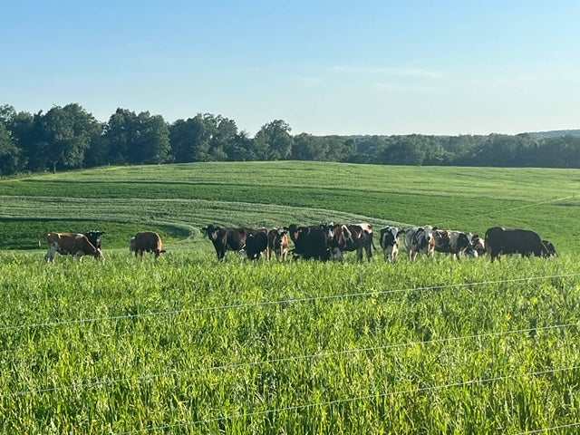 #DD2150 - 4 - 6 Month Bred Crossbred Heifers - WI