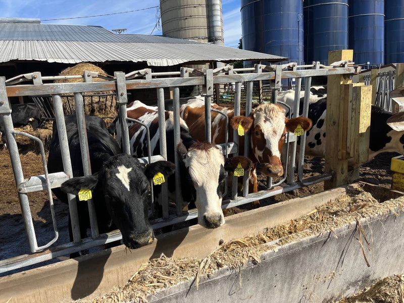 #DD2150 - 4 - 6 Month Bred Crossbred Heifers - WI