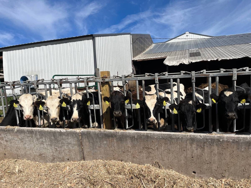 #DD2150 - 4 - 6 Month Bred Crossbred Heifers - WI