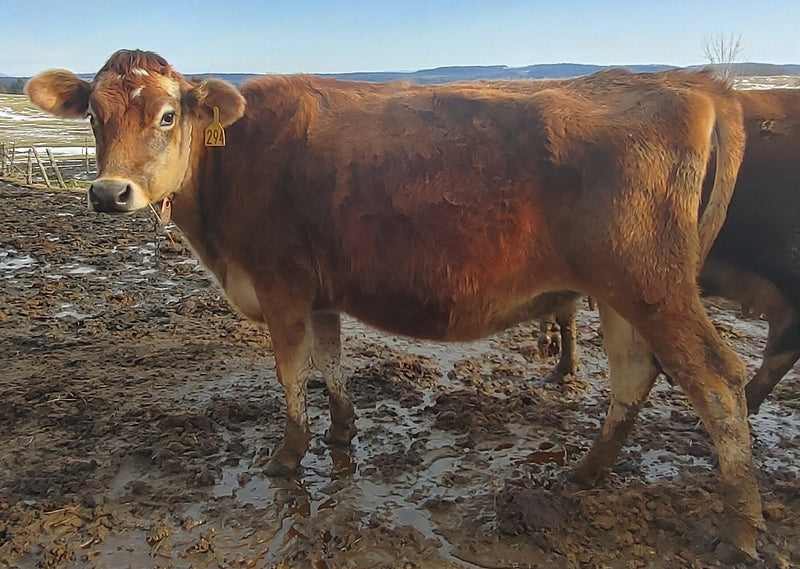 #DD2049 - Holstein Milk, Fresh, Dry and Bred Cattle - LA