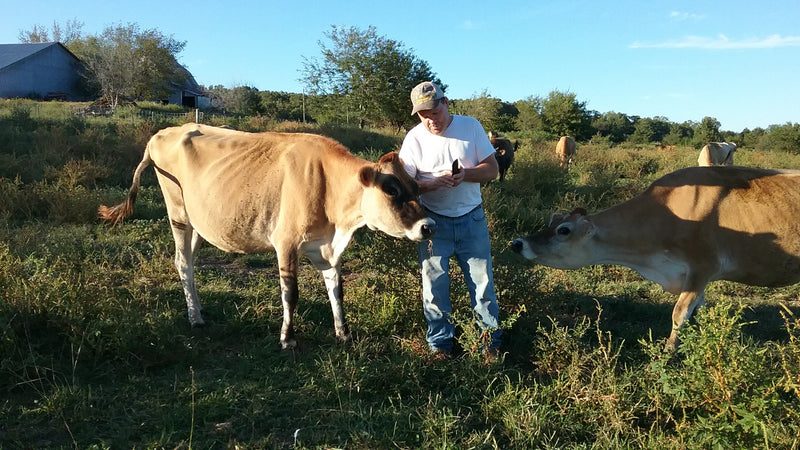 #DD1752 - Jersey Cattle - MO