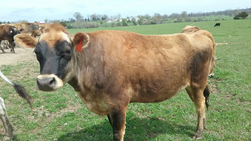 #DD1752 - Jersey Cattle - MO