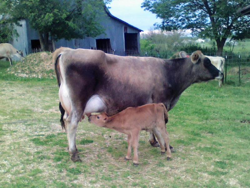 #DD1752 - Jersey Cattle - MO