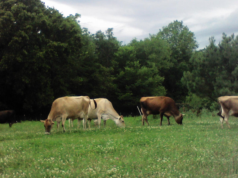 #DD1752 - Jersey Cattle - MO