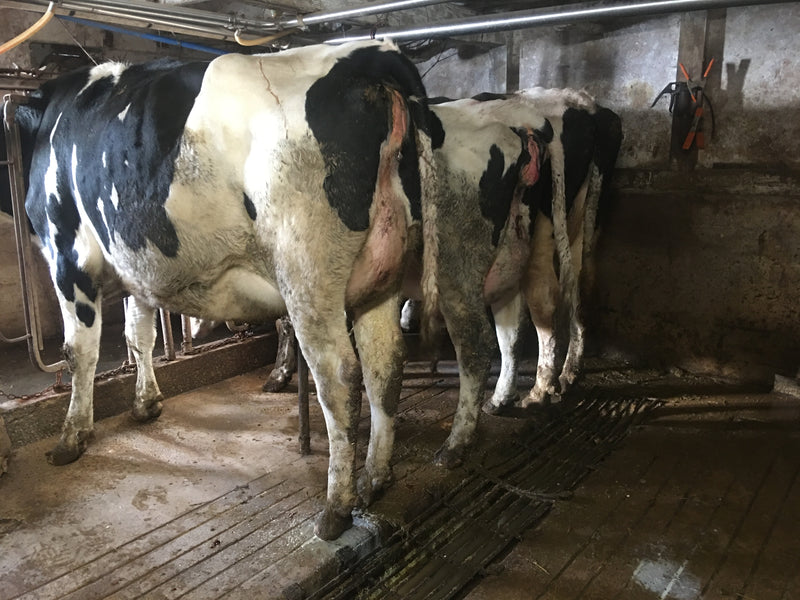 #DD1956 - Fresh Holstein Heifers - IA