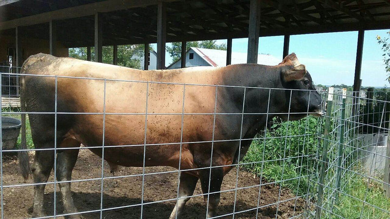 #DD1752 - Jersey Cattle - MO