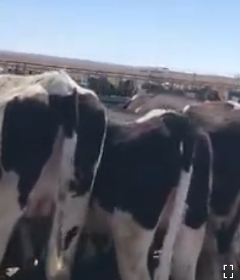 #DD1985 - Holstein Springers - NM