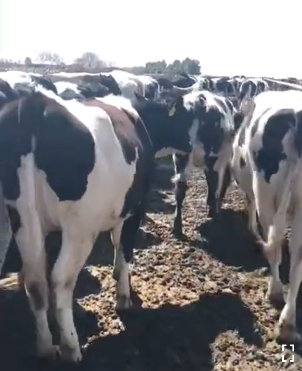 #DD1985 - Holstein Springers - NM