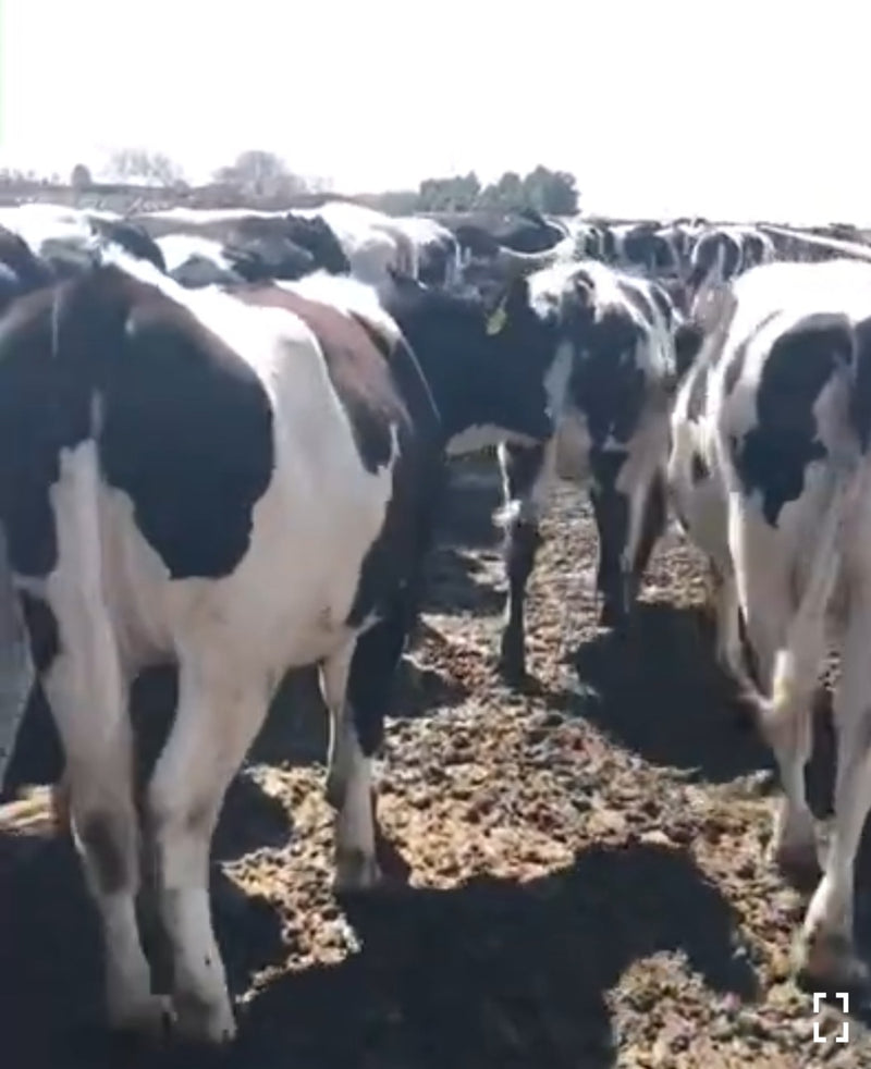 #DD1985 - Holstein Springers - NM
