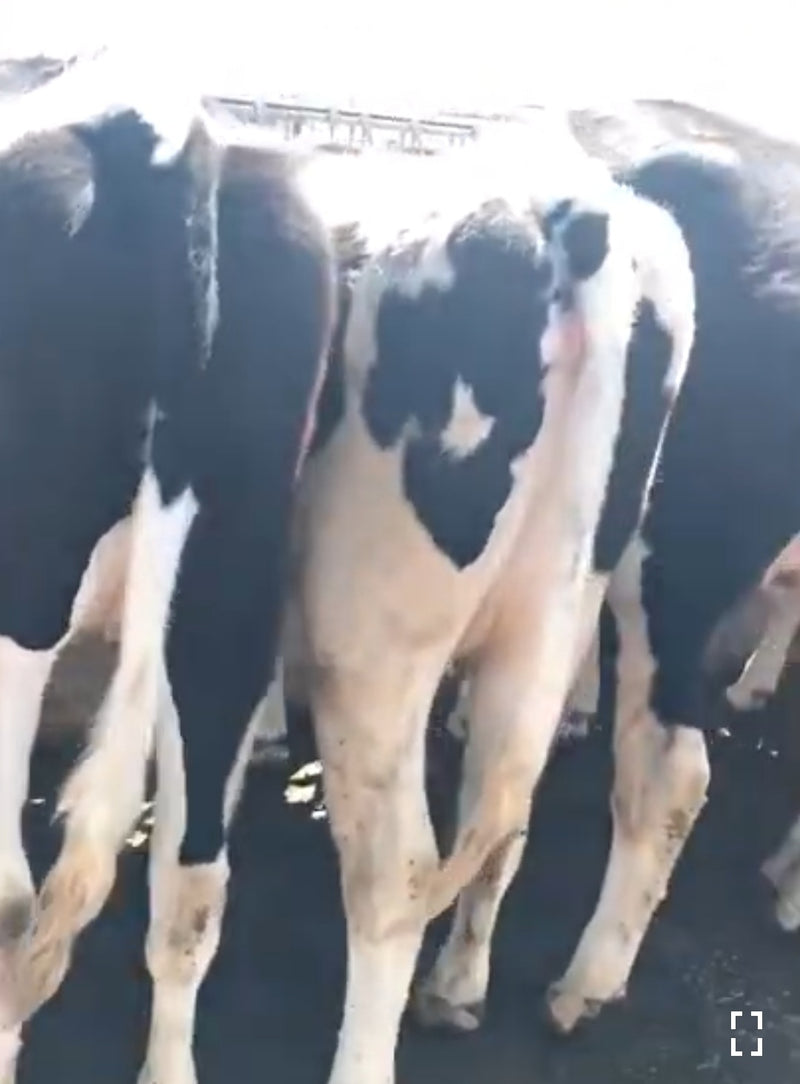 #DD1985 - Holstein Springers - NM