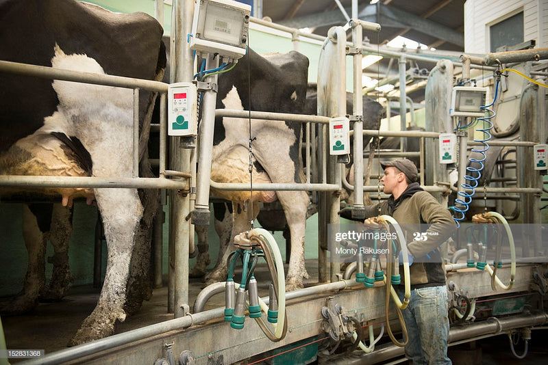 #DD1879 - Fresh Holstein Heifers - WI