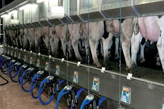 #DD1879 - Fresh Holstein Heifers - WI