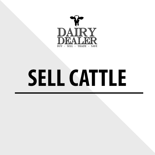 Sell Cattle Or Bulls on DairyDealer.com
